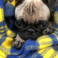 Pug, Köpek  Şil fotoğrafı