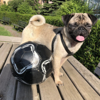 Pug, Köpek  Şil fotoğrafı