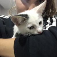 Tekir Kedi, Kedi  Alaska fotoğrafı