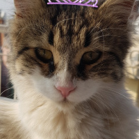 Tekir Kedi, Kedi  prenses fotoğrafı