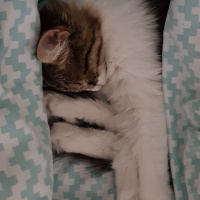 Tekir Kedi, Kedi  prenses fotoğrafı