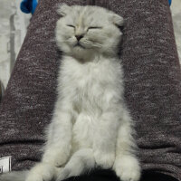 Scottish Fold, Kedi  Patik fotoğrafı