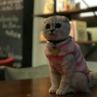 Scottish Fold, Kedi  Patik fotoğrafı