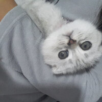 Scottish Fold, Kedi  Patik fotoğrafı