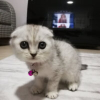 Scottish Fold, Kedi  Patik fotoğrafı