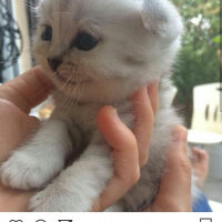 Scottish Fold, Kedi  Patik fotoğrafı