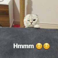 Scottish Fold, Kedi  Patik fotoğrafı