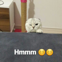 Scottish Fold, Kedi  Patik fotoğrafı