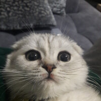 Scottish Fold, Kedi  Patik fotoğrafı