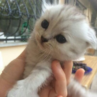 Scottish Fold, Kedi  Patik fotoğrafı