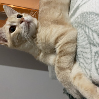 Van Kedisi, Kedi  Porto fotoğrafı