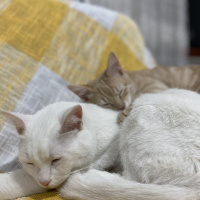 Van Kedisi, Kedi  Porto fotoğrafı