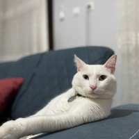 Van Kedisi, Kedi  Porto fotoğrafı