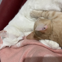 Van Kedisi, Kedi  Porto fotoğrafı