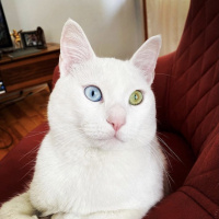 Van Kedisi, Kedi  Porto fotoğrafı