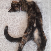 Bombay, Kedi  miya fotoğrafı