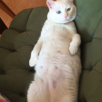 Van Kedisi, Kedi  Tırmık fotoğrafı
