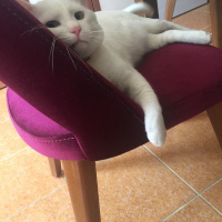 Van Kedisi, Kedi  Tırmık fotoğrafı