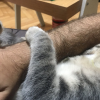 Egyptian Maular, Kedi  Felix fotoğrafı