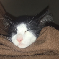 Tuxedo (Smokin) Kedi, Kedi  Lumo fotoğrafı