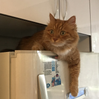 Norwegian Forest, Kedi  Linda fotoğrafı