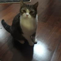 Tekir Kedi, Kedi  Tekir fotoğrafı