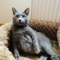 Mavi Rus, Kedi  Kaju fotoğrafı
