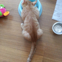 Sarman, Kedi  Berlin fotoğrafı