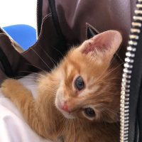 Sarman, Kedi  Berlin fotoğrafı