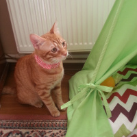 Sarman, Kedi  Berlin fotoğrafı