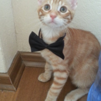 Sarman, Kedi  Berlin fotoğrafı