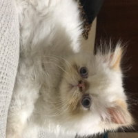 İran Kedisi (Persian), Kedi  Romeo fotoğrafı