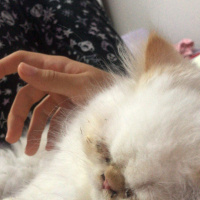 İran Kedisi (Persian), Kedi  Romeo fotoğrafı