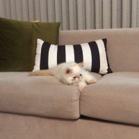 İran Kedisi (Persian), Kedi  Romeo fotoğrafı
