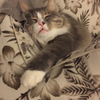 Norwegian Forest, Kedi  Duman fotoğrafı