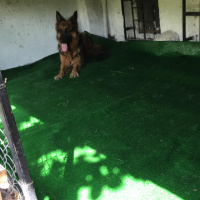 Alman Çoban Köpeği, Köpek  Zeyna fotoğrafı