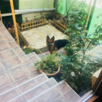 Alman Çoban Köpeği, Köpek  Zeyna fotoğrafı