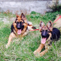 Alman Çoban Köpeği, Köpek  Zeyna fotoğrafı
