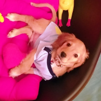 Amerikan Cocker Spaniel, Köpek  SKY fotoğrafı