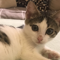 Tekir Kedi, Kedi  Biber fotoğrafı