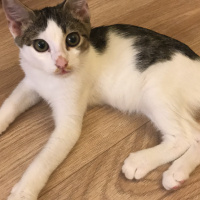 Tekir Kedi, Kedi  Biber fotoğrafı