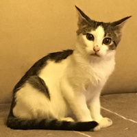 Tekir Kedi, Kedi  Biber fotoğrafı