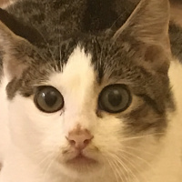 Tekir Kedi, Kedi  Biber fotoğrafı