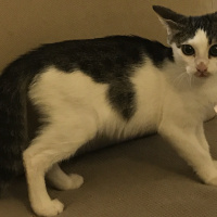 Tekir Kedi, Kedi  Biber fotoğrafı