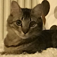 Tekir Kedi, Kedi  Kilcik fotoğrafı