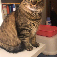 Tekir Kedi, Kedi  Kilcik fotoğrafı