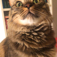 Tekir Kedi, Kedi  Kilcik fotoğrafı