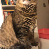 Tekir Kedi, Kedi  Kilcik fotoğrafı