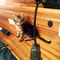 Tekir Kedi, Kedi  Kilcik fotoğrafı
