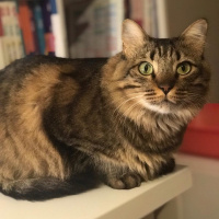Tekir Kedi, Kedi  Kilcik fotoğrafı